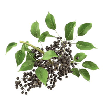 Black Pepper Extract with BioPerine® (10mg)